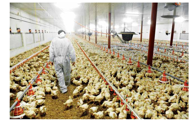 Image of Worker caring for poultry in a poultry farm